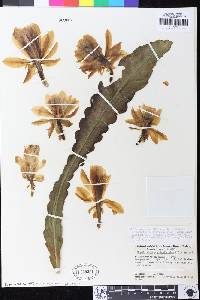 Image of Disocactus phyllanthoides