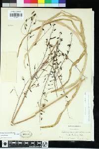 Chlorogalum pomeridianum var. pomeridianum image