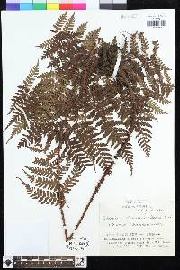 Dryopteris shikokiana image