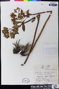 Image of Euphorbia adenochlora