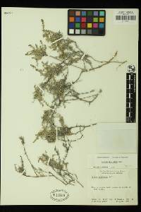 Galium stellatum image