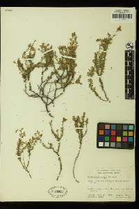 Crocanthemum nutans image