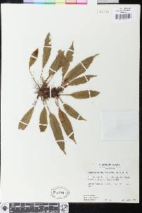 Elaphoglossum villosum image