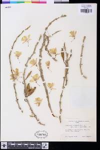 Image of Dendrobium dixanthum