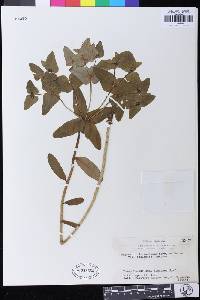 Euphorbia sieboldiana image