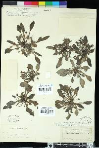 Hesperochiron californicus image