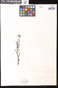 Drosera cistiflora image