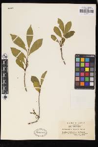 Image of Korthalsella japonica