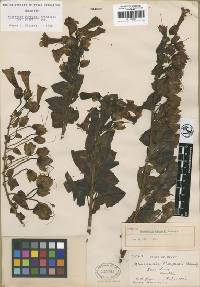 Image of Lophospermum erubescens