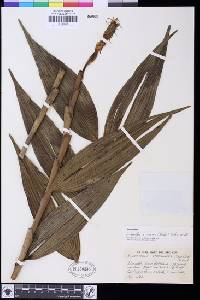 Image of Elleanthus robustus