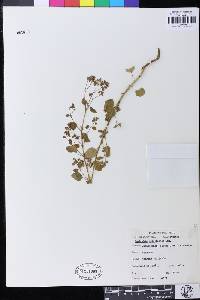 Image of Euphorbia adiantoides