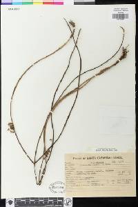 Image of Octomeria juncifolia
