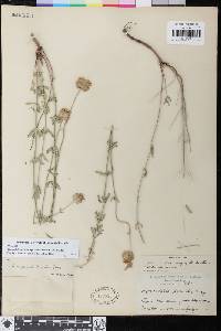 Monardella linoides subsp. sierrae image