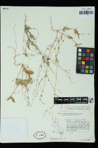 Boerhavia maculata image