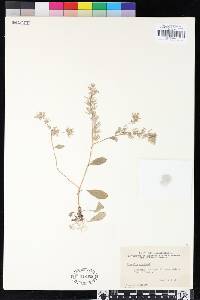 Phacelia congdonii image