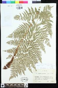 Dryopteris expansa image