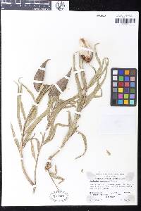 Asclepias asperula subsp. capricornu image