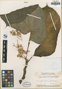 Image of Begonia mayasiana