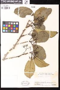 Image of Aspidosperma parvifolium