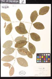 Apocynum androsaemifolium image