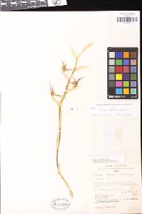 Image of Brassia pozoi