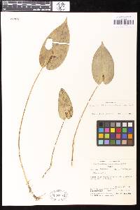 Image of Pleurothallis undulata