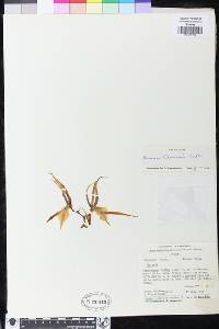 Image of Brassia filomenoi