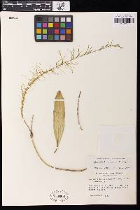 Acianthera ramosa image