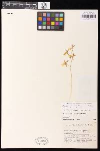 Image of Oncidium ghiesbreghtianum