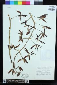Image of Catasetum microglossum