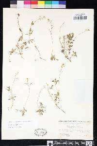 Draba cruciata image