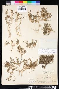 Phacelia ivesiana image