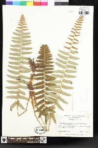 Polystichum acrostichoides image