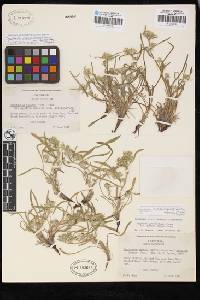 Oreocarya abortiva image