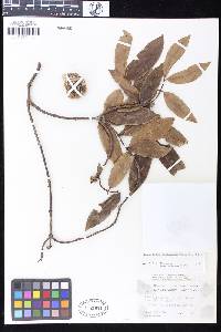 Landolphia buchananii image