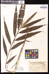 Image of Plocoglottis maculata