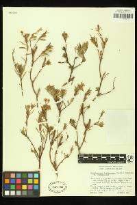 Gongylocarpus fruticulosus subsp. fruticulosus image