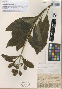 Image of Macrocarpaea canoefolia