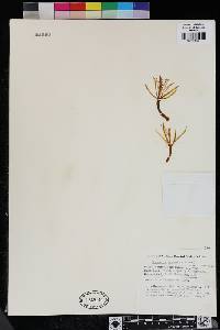 Disocactus macranthus image