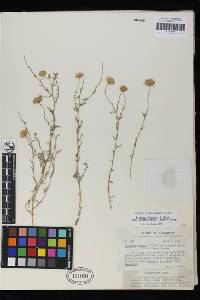 Erigeron breweri var. porphyreticus image