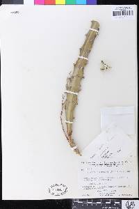 Hylocereus monacanthus image