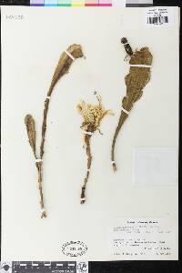 Epiphyllum crenatum image