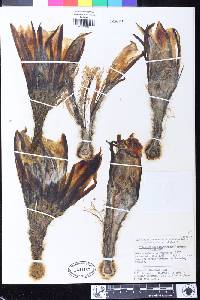 Image of Echinopsis camarguensis