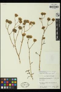 Chaenactis artemisiifolia image