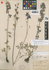 Image of Delphinium madrense