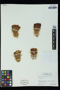 Echinocereus grandis image