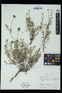 Monardella thymifolia image