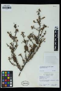 Ceanothus verrucosus image