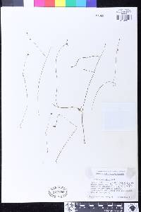Utricularia caerulea image