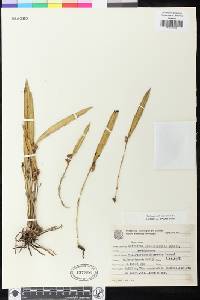 Image of Octomeria gracilicaulis